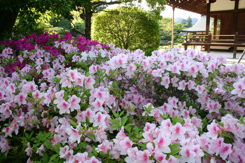 曹源池庭園 見頃 2005年5月10日 撮影:MKタクシー