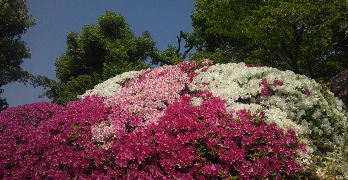 天龍寺　見頃　2013年5月13日　撮影：MKタクシー