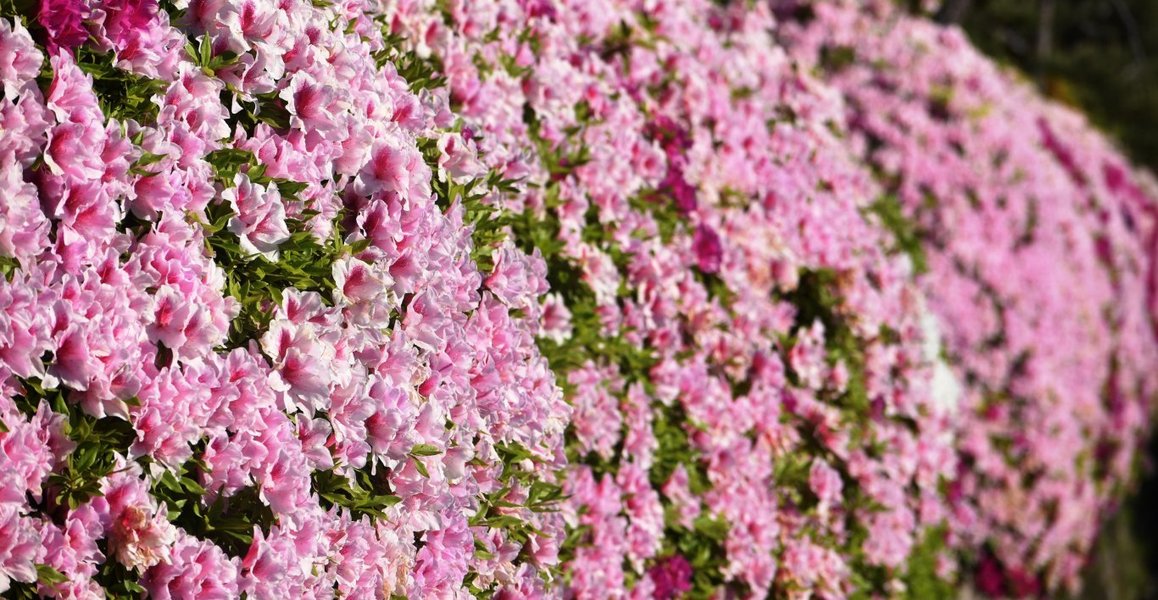 西本願寺 見頃 2019年5月7日 撮影:MKタクシー