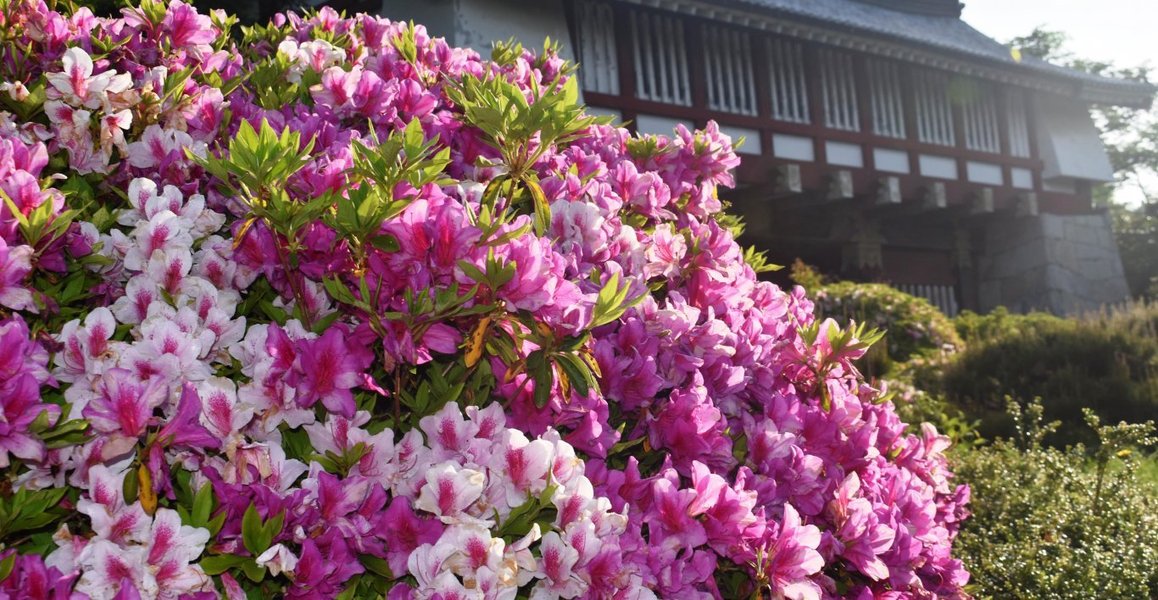 伏見桃山城 見頃 2019年5月10日 撮影:MKタクシー
