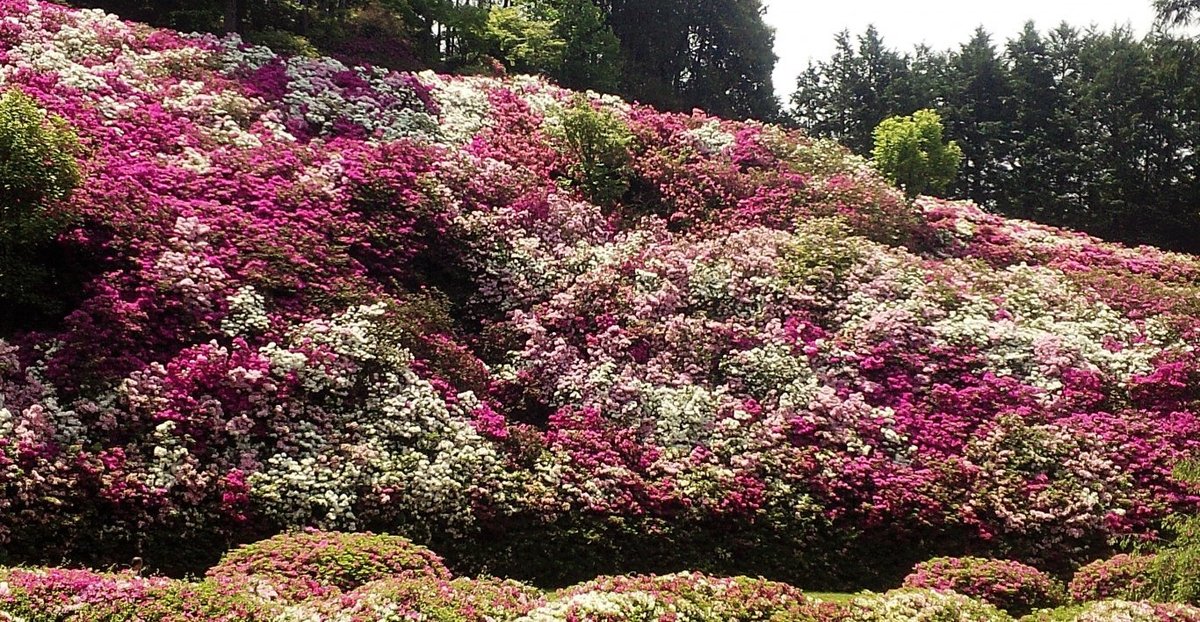 三室戸寺つつじ園 見頃 2016年5月2日 撮影:MKタクシー