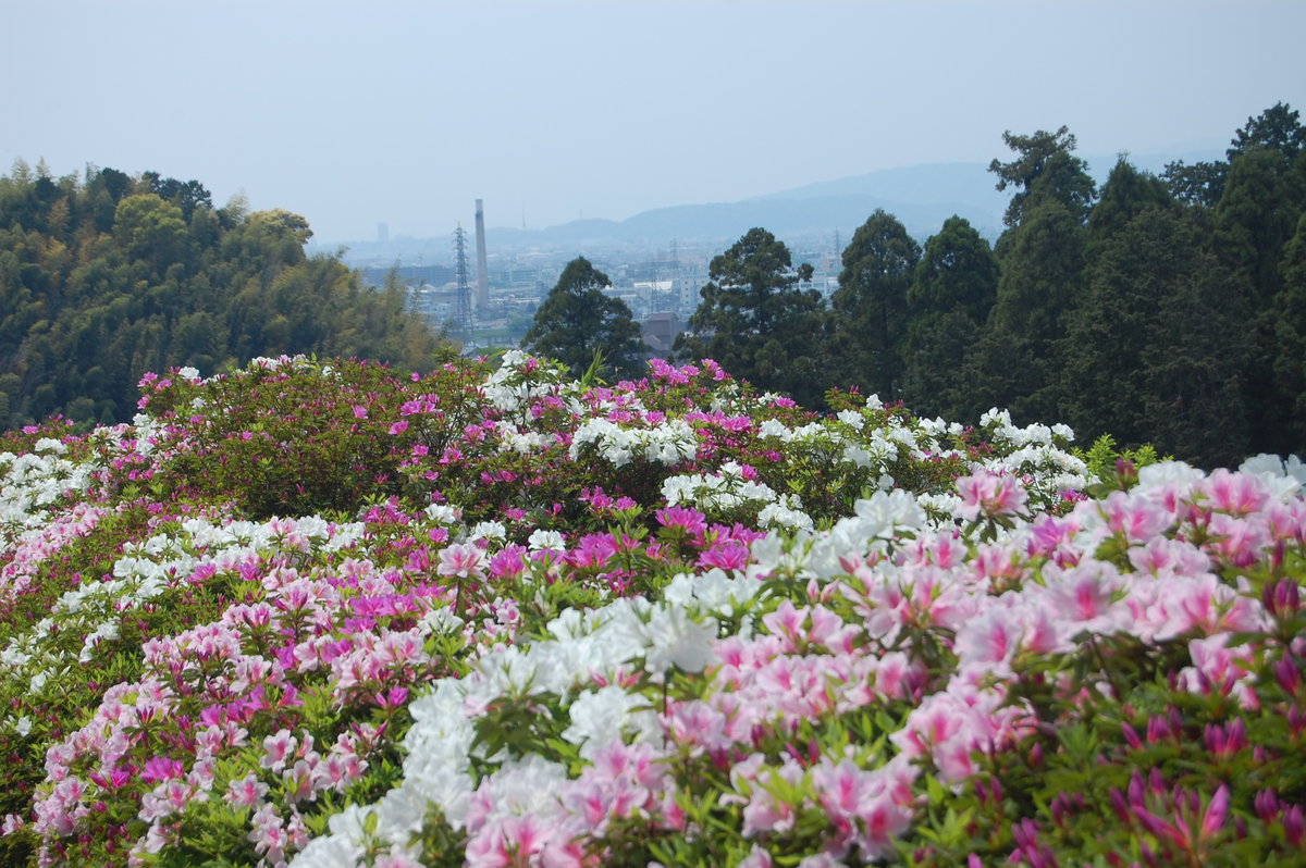 三室戸寺つつじ園 見頃 2009年5月2日 撮影:MKタクシー