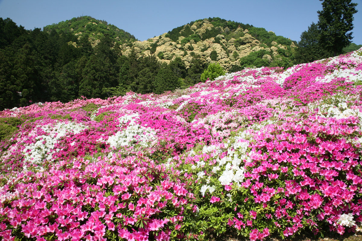 三室戸寺つつじ園 見頃 2008年5月6日 撮影:MKタクシー