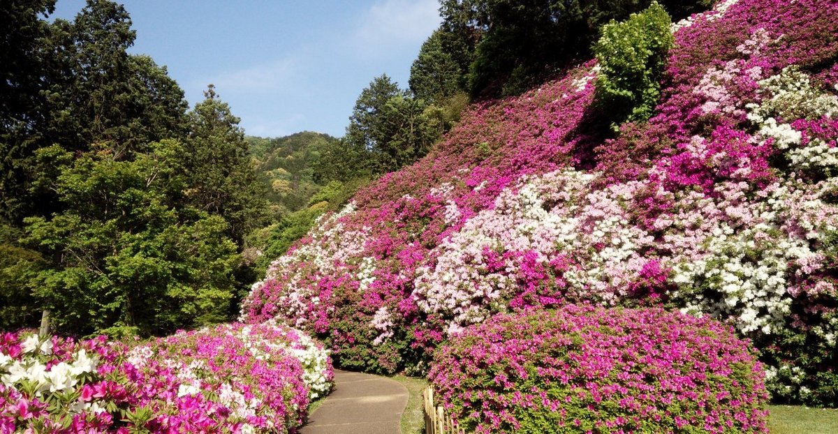 三室戸寺つつじ園 見頃 2017年5月8日 撮影:MKタクシー