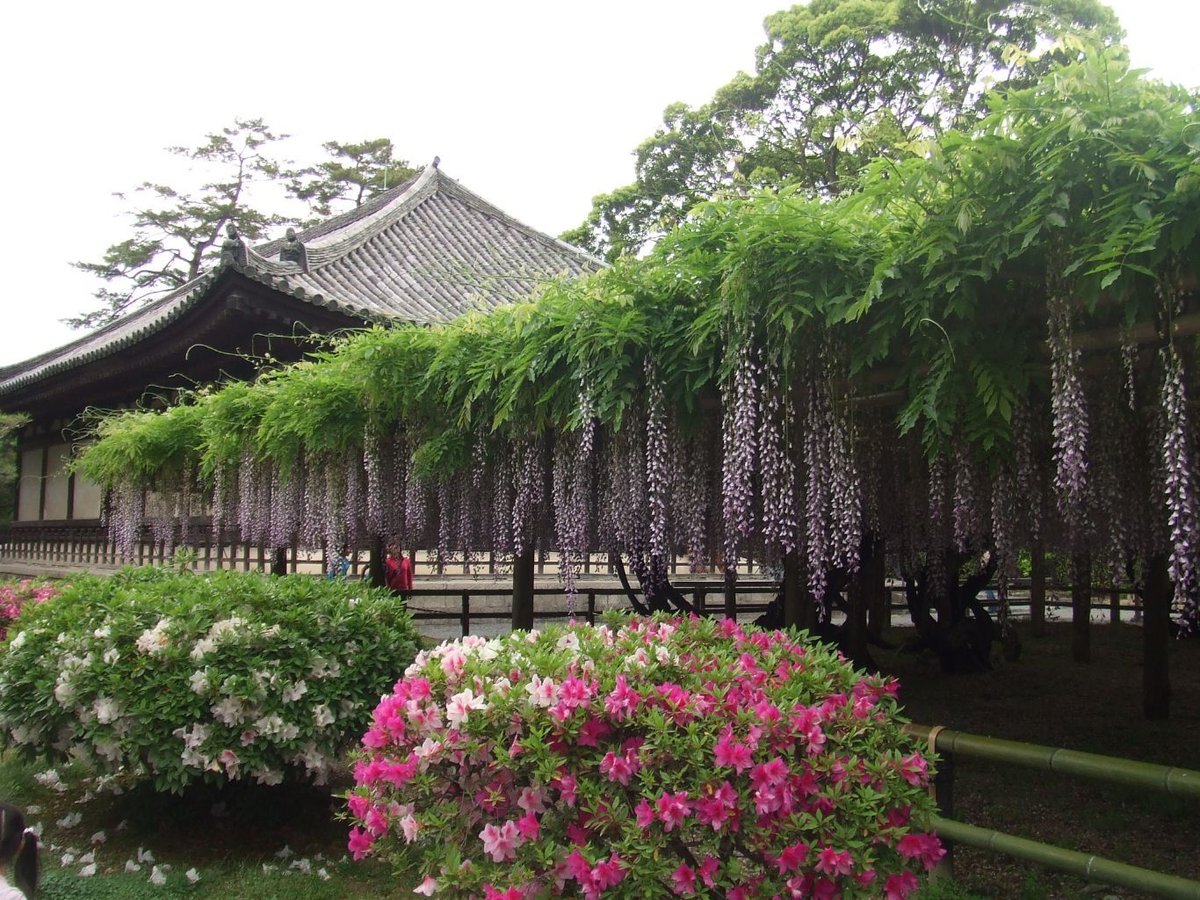 平等院 見頃 2009年5月5日 撮影:MKタクシー