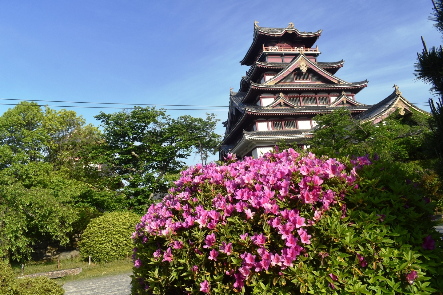伏見桃山城の模擬天守閣 見頃 2019年5月10日 撮影:MKタクシー
