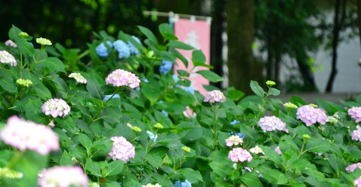 第一紫陽花苑 咲きはじめ 2018年6月1日 撮影:MKタクシー