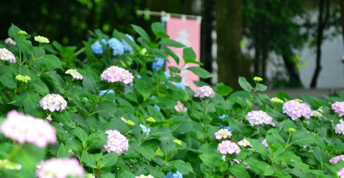 第一紫陽花苑　咲きはじめ　2018年6月1日　撮影：MKタクシー