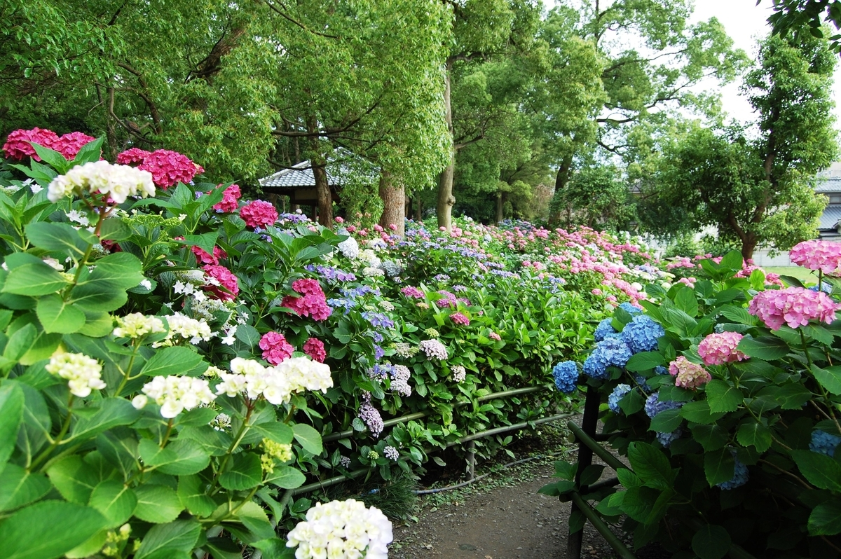 第一紫陽花苑 見頃 2007年6月17日 撮影:MKタクシー