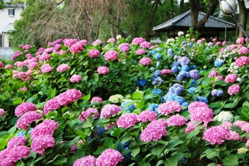 第一紫陽花苑 見頃 2007年6月17日 撮影:MKタクシー