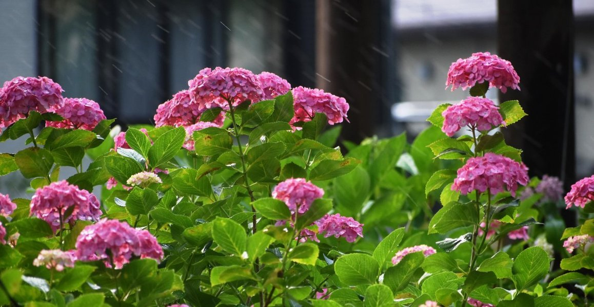 第一紫陽花苑 見頃 2019年6月21日 撮影:MKタクシー