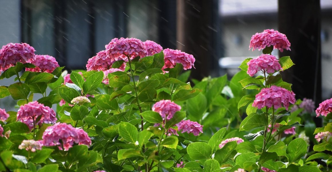 第一紫陽花苑　見頃　2019年6月21日　撮影：MKタクシー