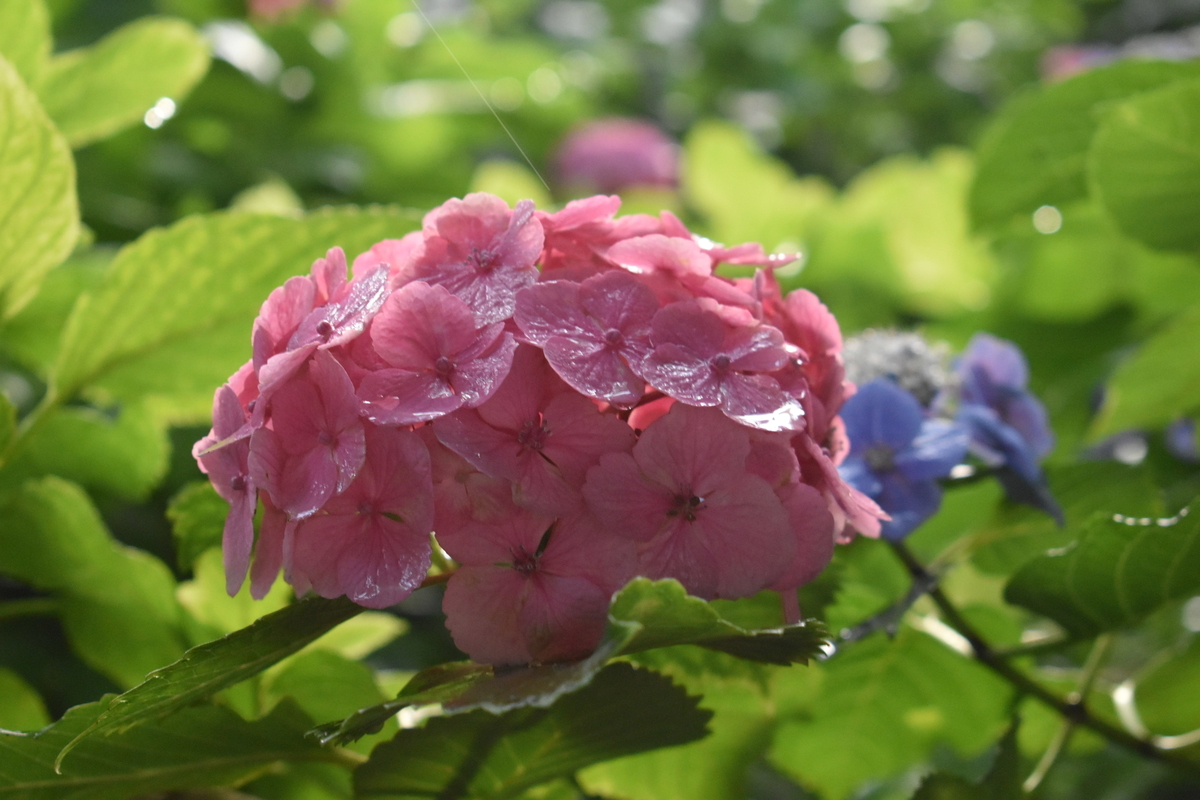 第一紫陽花苑 見頃 2019年6月21日 撮影:MKタクシー