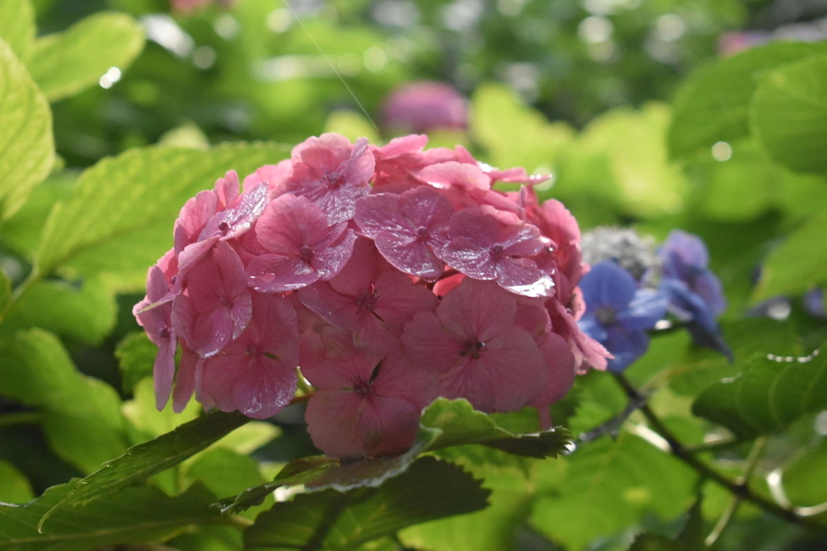 第一紫陽花苑　見頃　2019年6月21日　撮影：MKタクシー