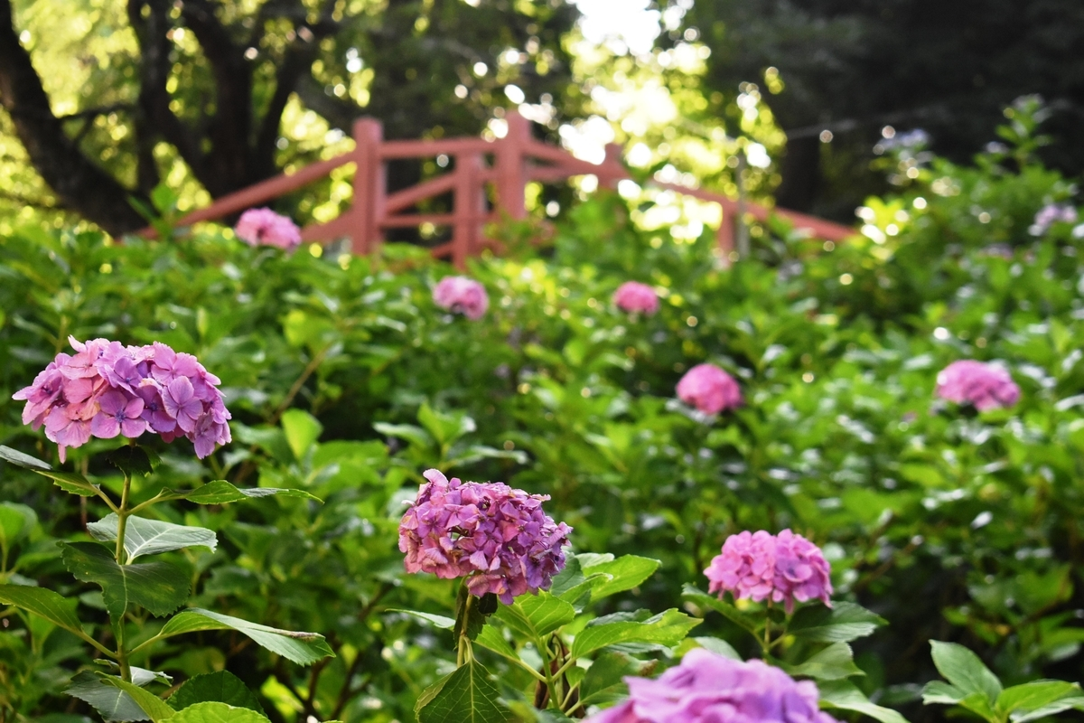 第二紫陽花苑 見頃 2019年6月25日 撮影:MKタクシー