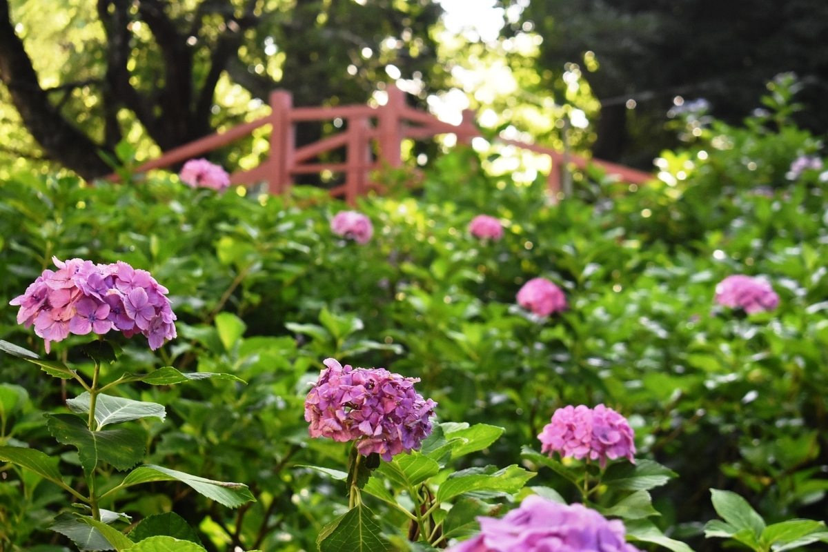 第二紫陽花苑　見頃　2019年6月25日　撮影：MKタクシー