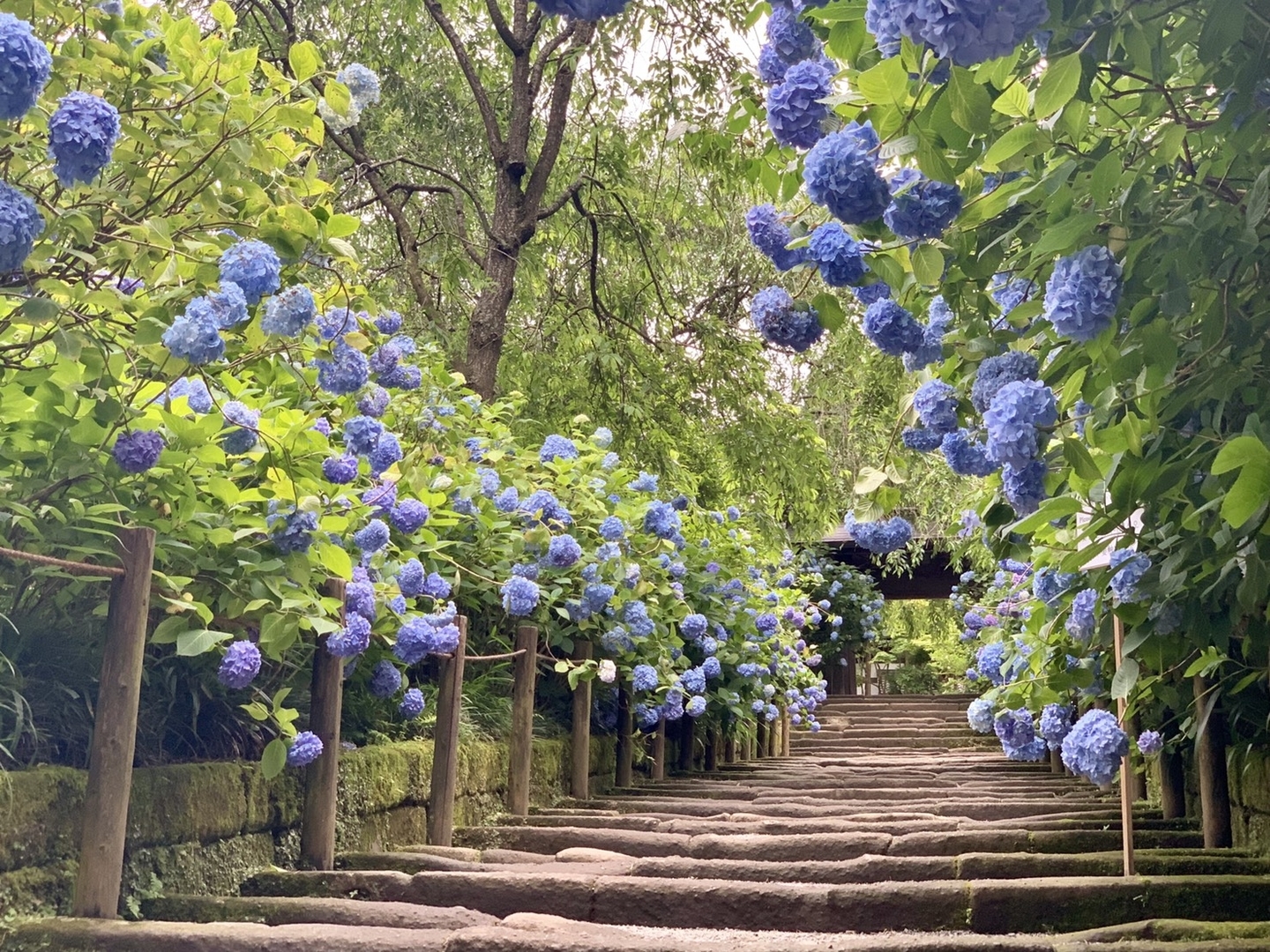 明月院（鎌倉）　2019年6月14日　撮影：MKタクシー