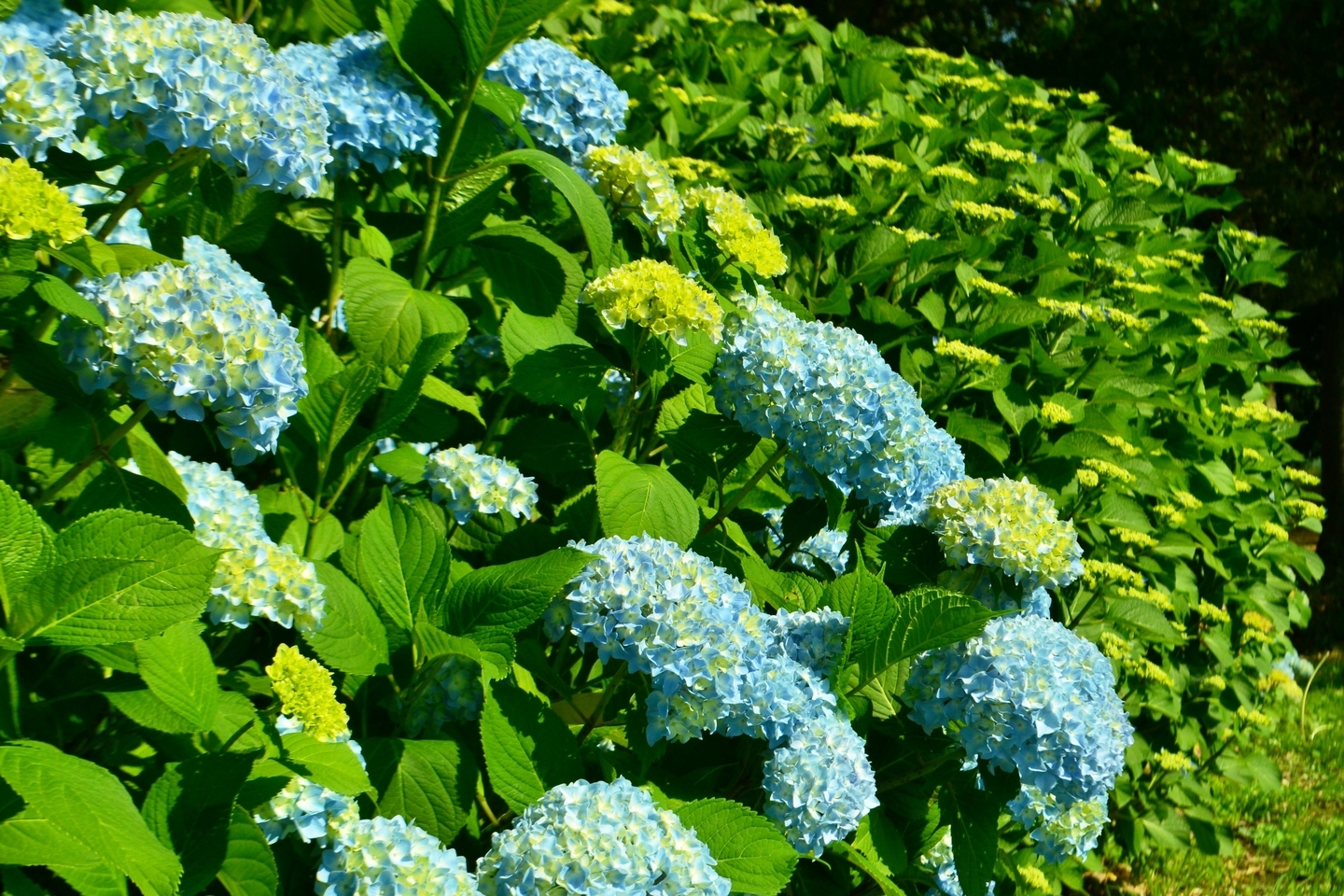 恭仁宮跡 あじさい 咲きはじめ 2018年6月3日 撮影:MKタクシー