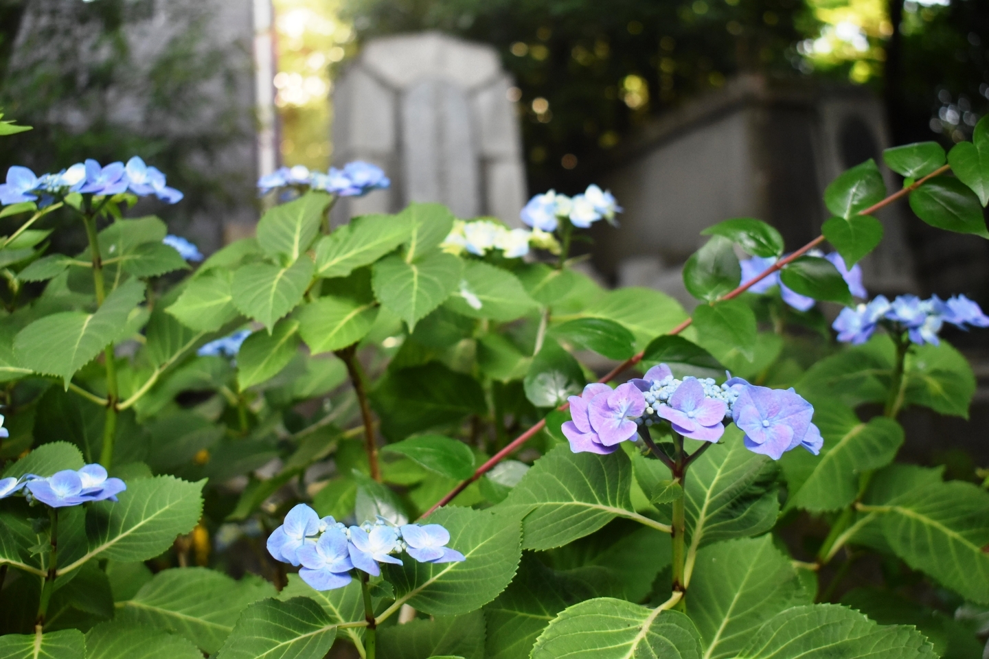 木屋町御池上ル あじさいと佐久間象山・大村益次郎遭難之碑 2019年6月6日 撮影:MKタクシー