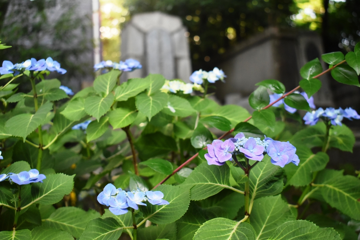 木屋町御池上ル　あじさいと佐久間象山・大村益次郎遭難之碑　2019年6月6日　撮影：MKタクシー