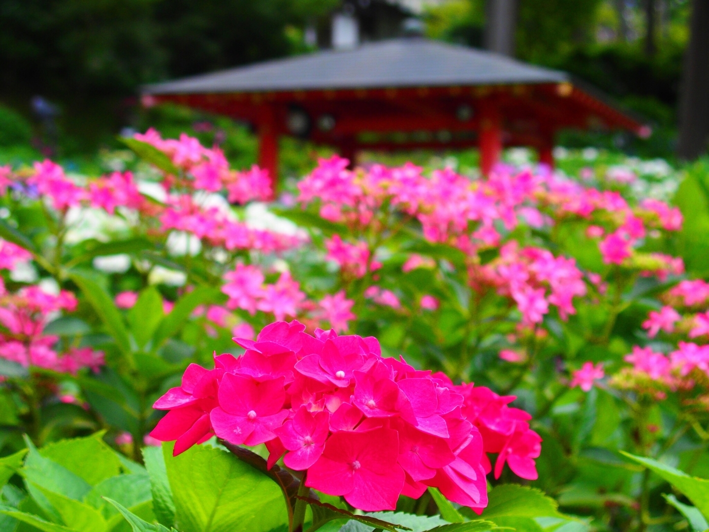 三室戸寺 あじさい苑 見頃 2018年6月13日 撮影:MKタクシー