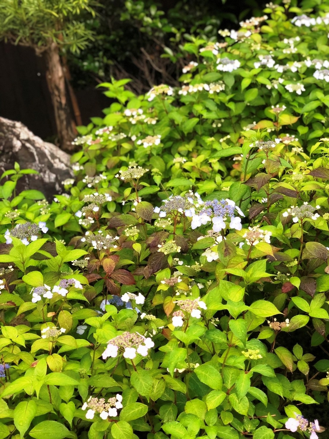 霊源院　甘茶　見頃　2021年5月22日　撮影：MKタクシー