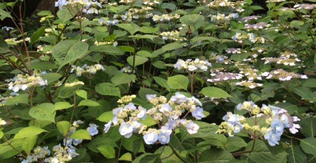霊源院 甘茶 見頃 2016年5月25日 撮影:MKタクシー