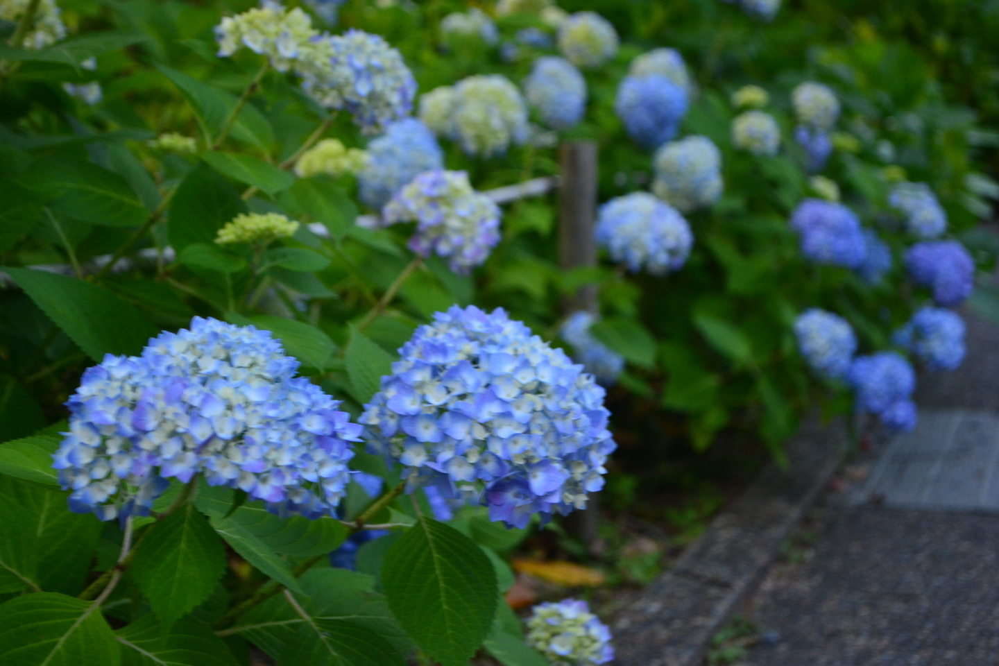 宇治市植物公園　あじさい　咲きはじめ　2017年6月3日　撮影：MKタクシー