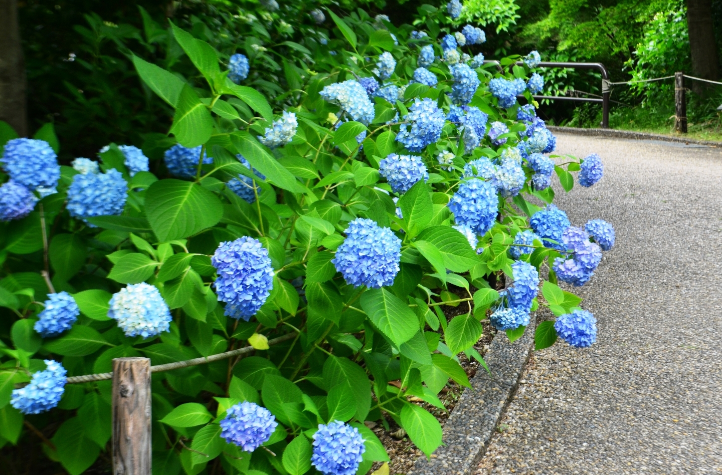 宇治市植物公園　あじさい　五分咲き　2018年6月3日　撮影：MKタクシー