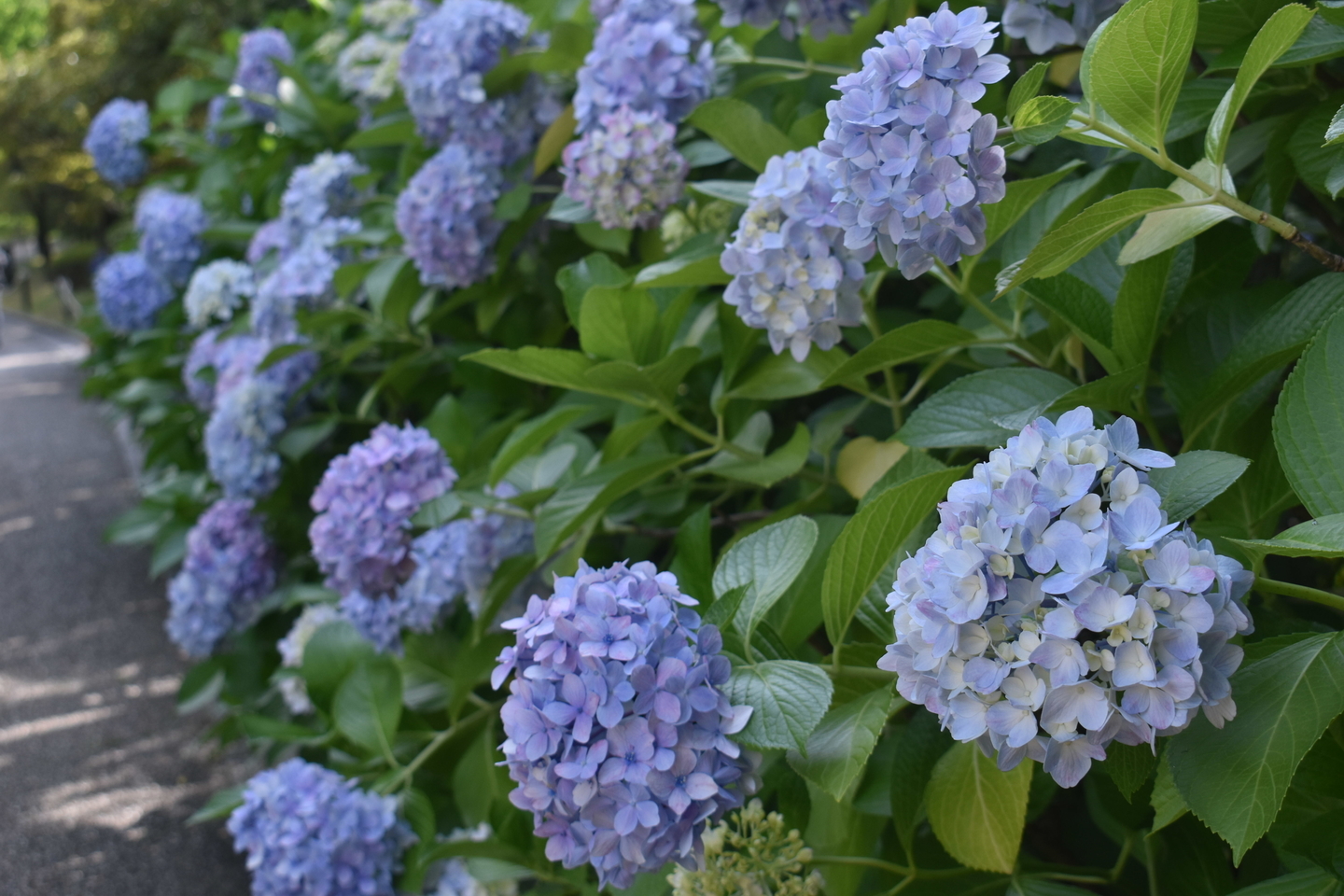 宇治市植物公園 あじさい 見頃 2020年6月20日 撮影:MKタクシー