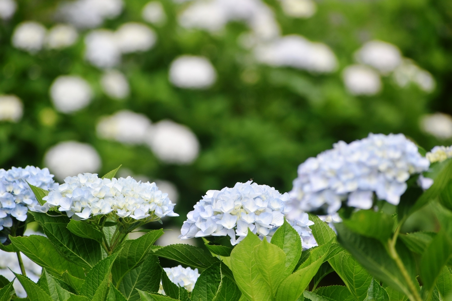 円満院 あじさい 見頃 2019年6月23日 撮影:MKタクシー