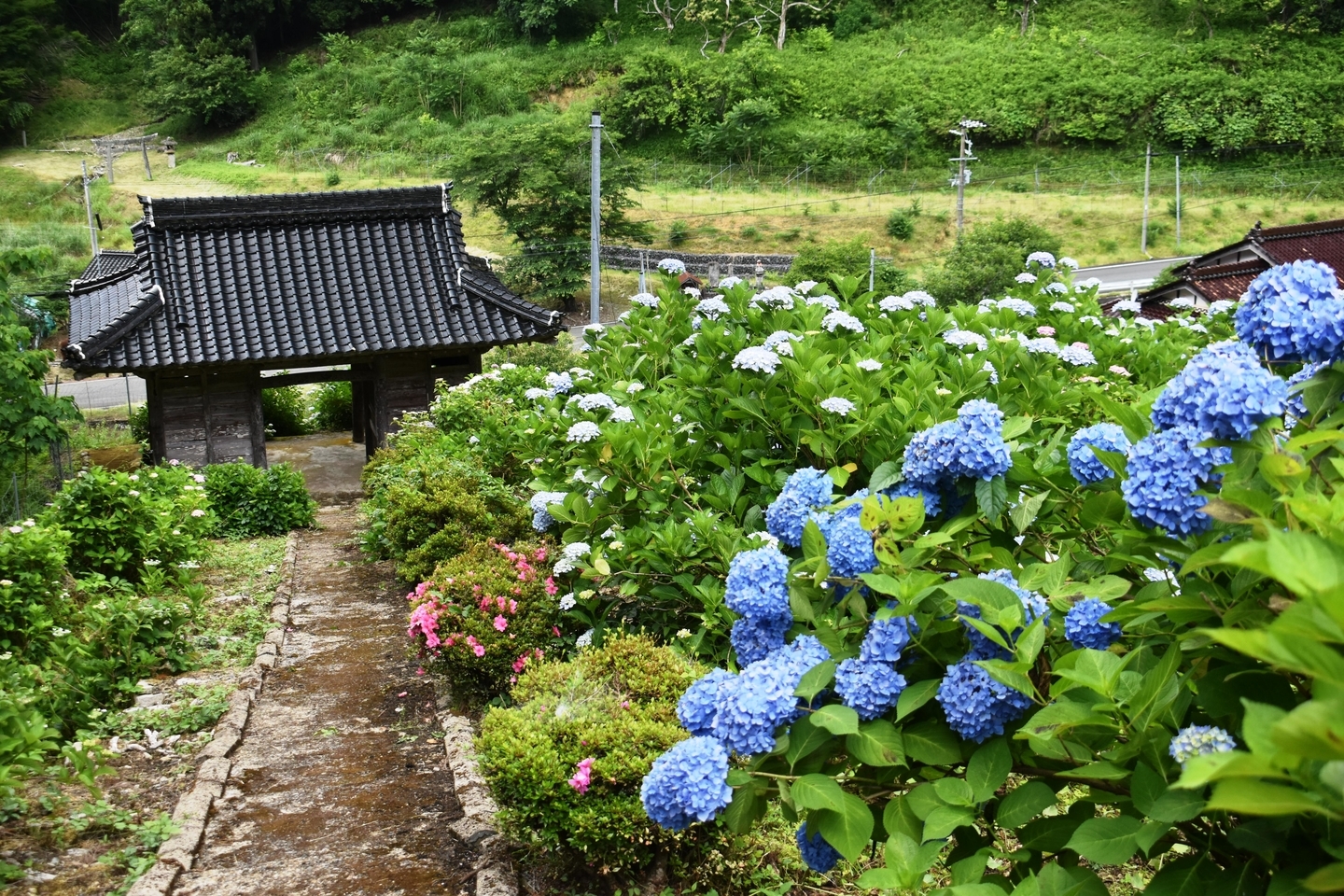 円満院 あじさい 見頃 2019年6月23日 撮影:MKタクシー