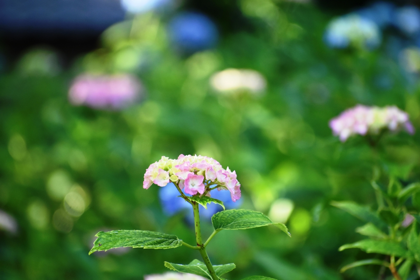 藤森神社 第一紫陽花苑 咲きはじめ 2021年5月31日 撮影:MKタクシー