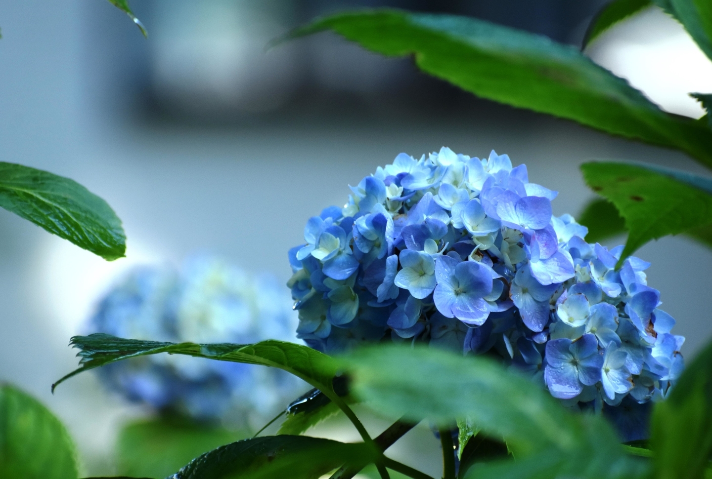 第一紫陽花苑 咲きはじめ 2021年5月31日 撮影:MKタクシー
