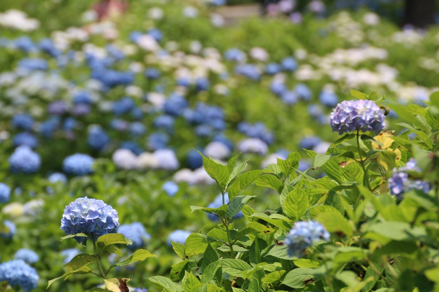 舞鶴自然文化園　アジサイの海　2019年6月20日　撮影：MKタクシー