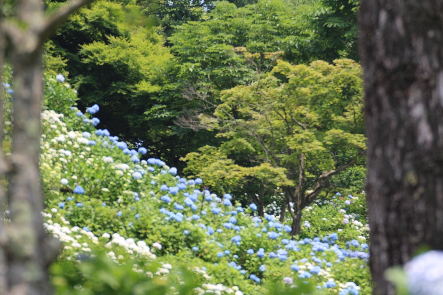 舞鶴自然文化園　アジサイの海　2019年6月20日　撮影：MKタクシー