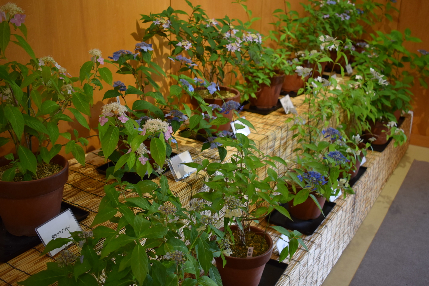 舞鶴自然文化園 鉢植えのあじさいの展示販売 2018年6月18日 撮影:MKタクシー