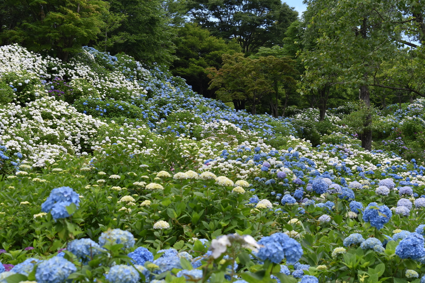 舞鶴自然文化園　アジサイの海　2018年6月18日　撮影：MKタクシー