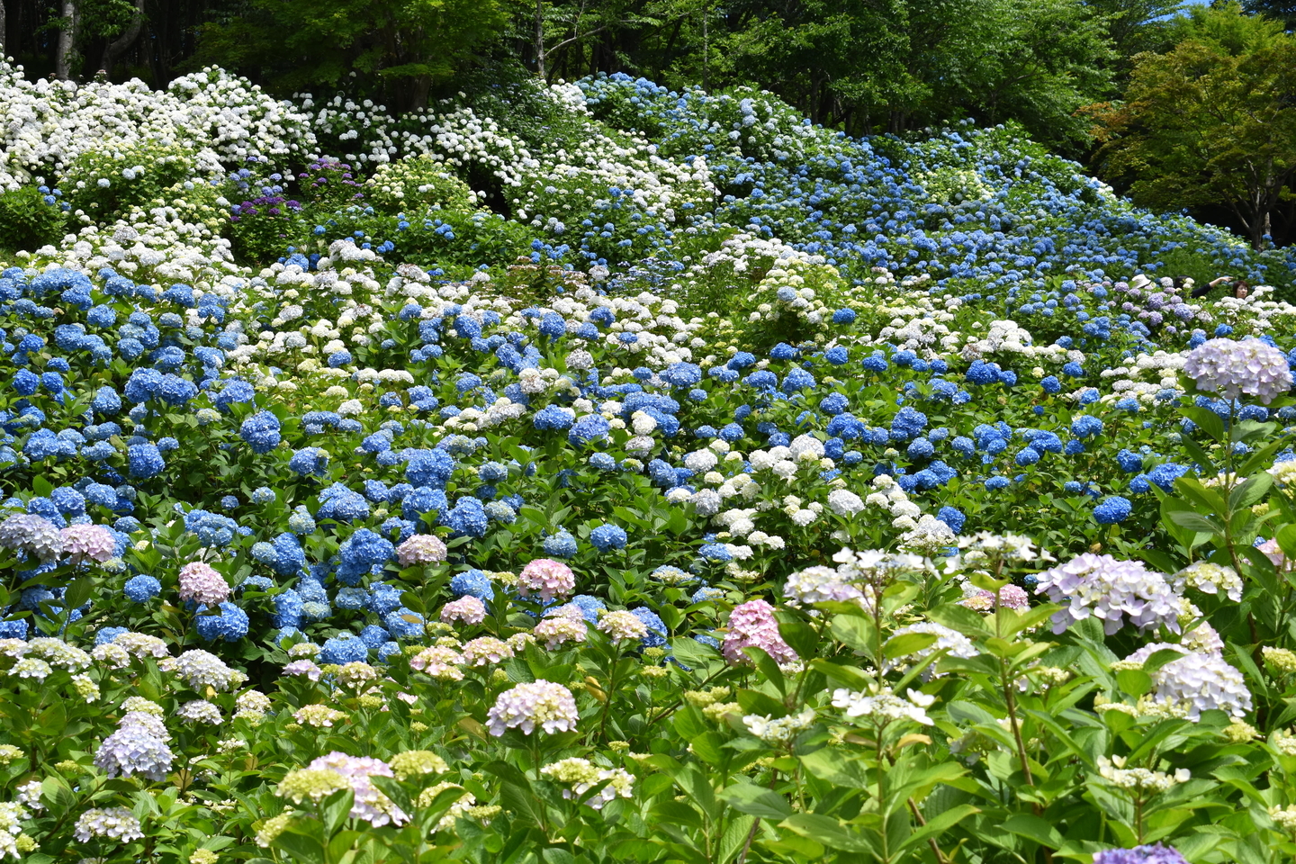 舞鶴自然文化園　アジサイの海　2018年6月18日　撮影：MKタクシー