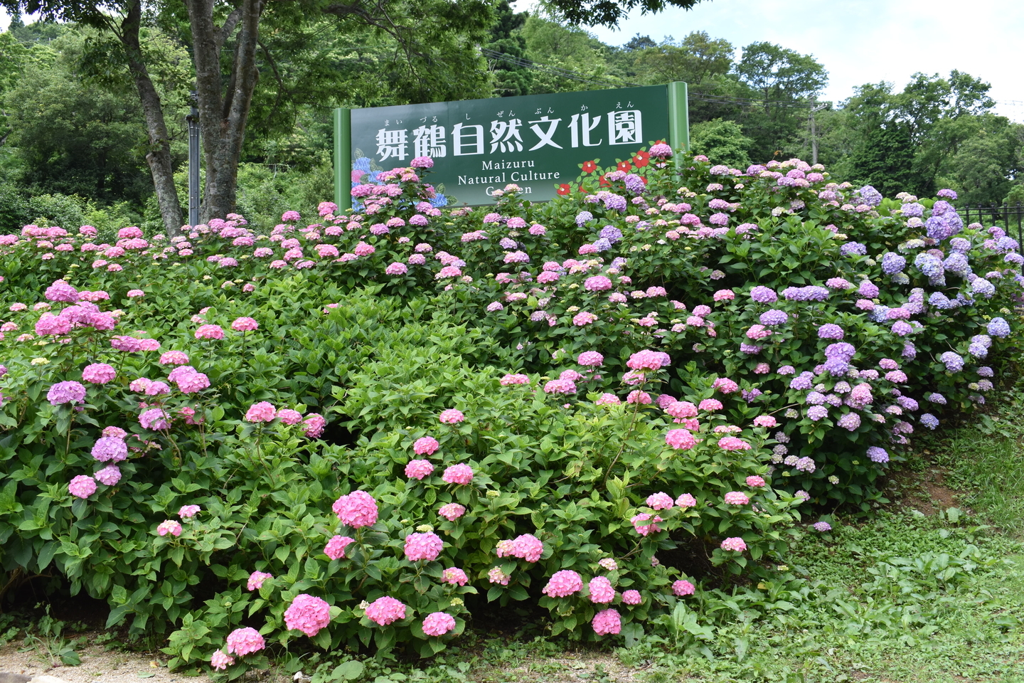 舞鶴自然文化園 2018年6月18日 撮影:MKタクシー
