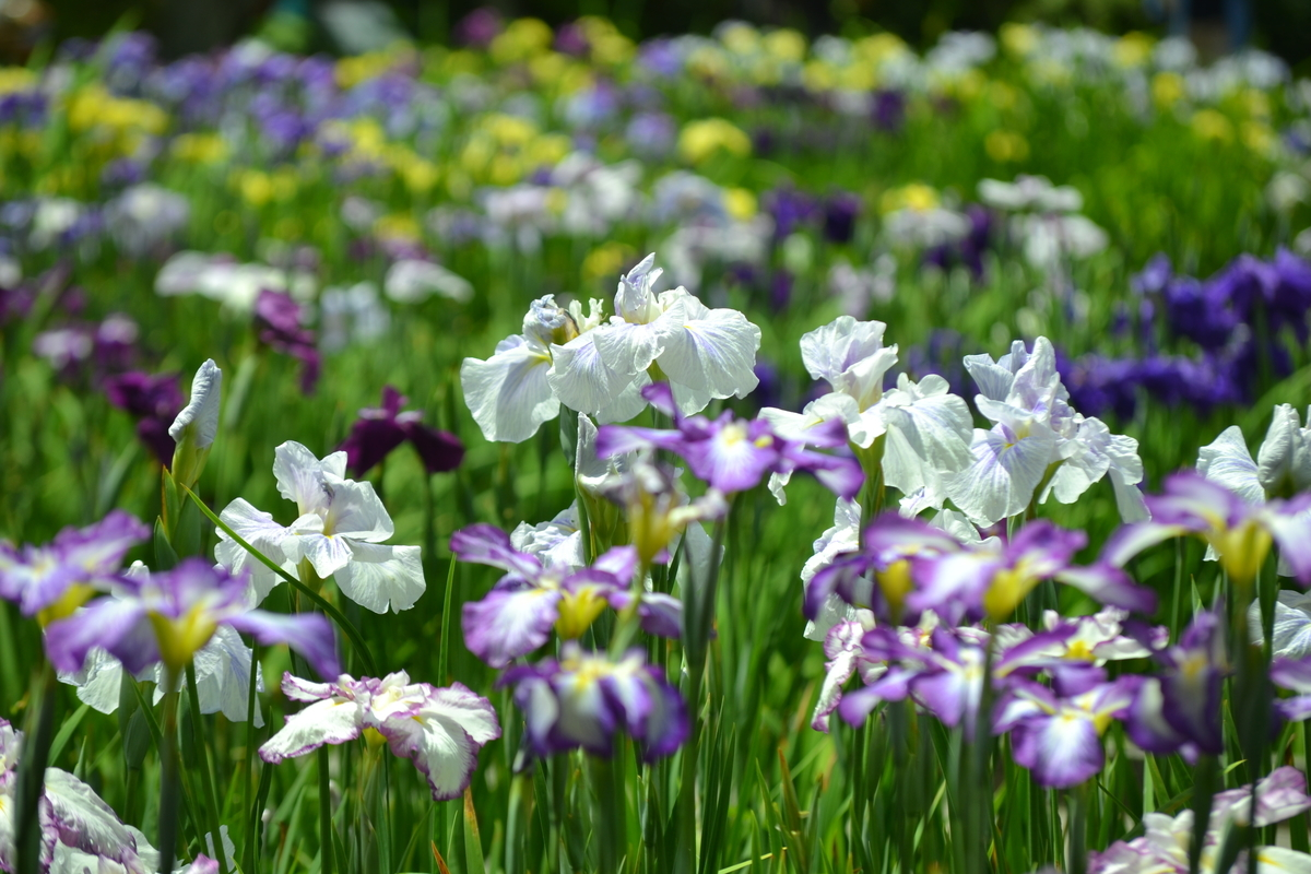 京都府立植物園 花しょうぶ園 見頃 2018年6月13日 撮影:MKタクシー