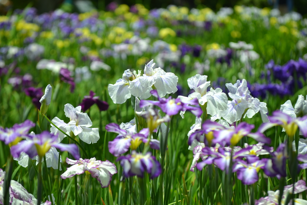 京都府立植物園　花しょうぶ園　見頃　2018年6月13日　撮影：MKタクシー