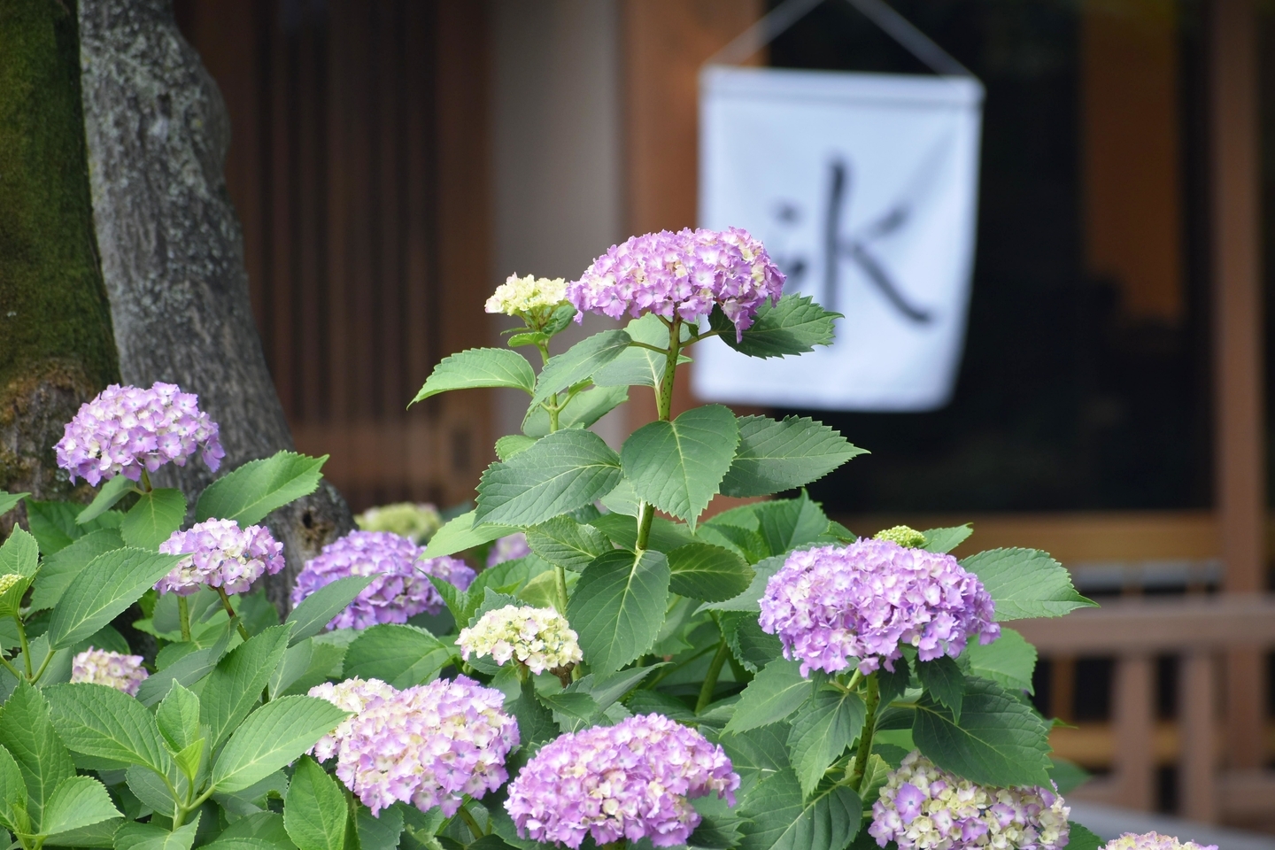 お茶と酒 たすき あじさい 五分咲き 2021年6月1日 撮影:MKタクシー