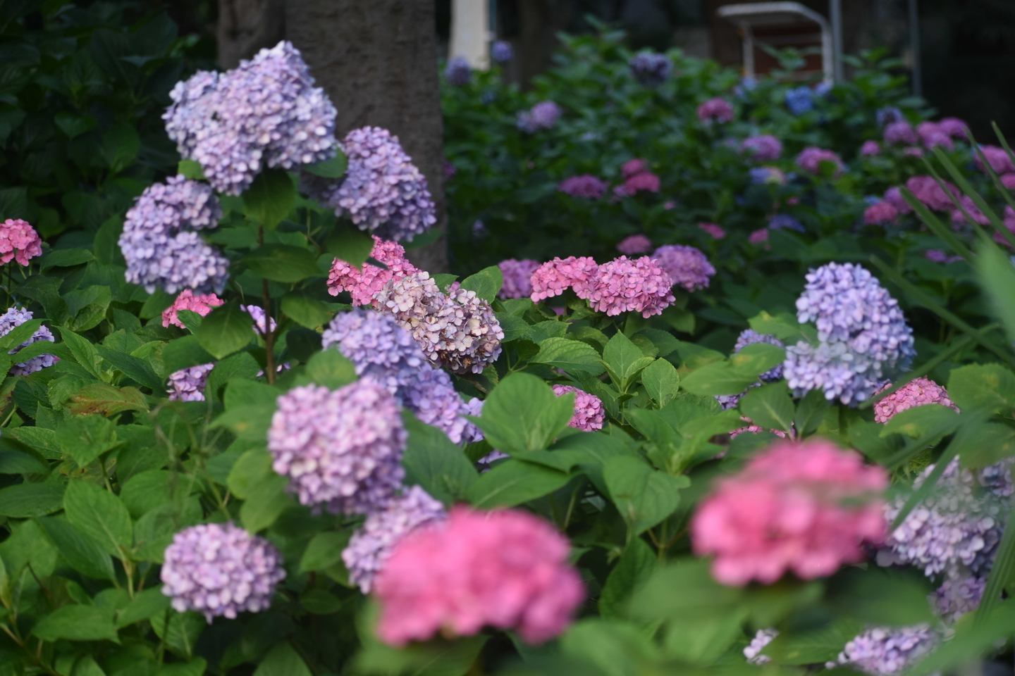 第一紫陽花苑 見頃 2019年6月20日 撮影:MKタクシー