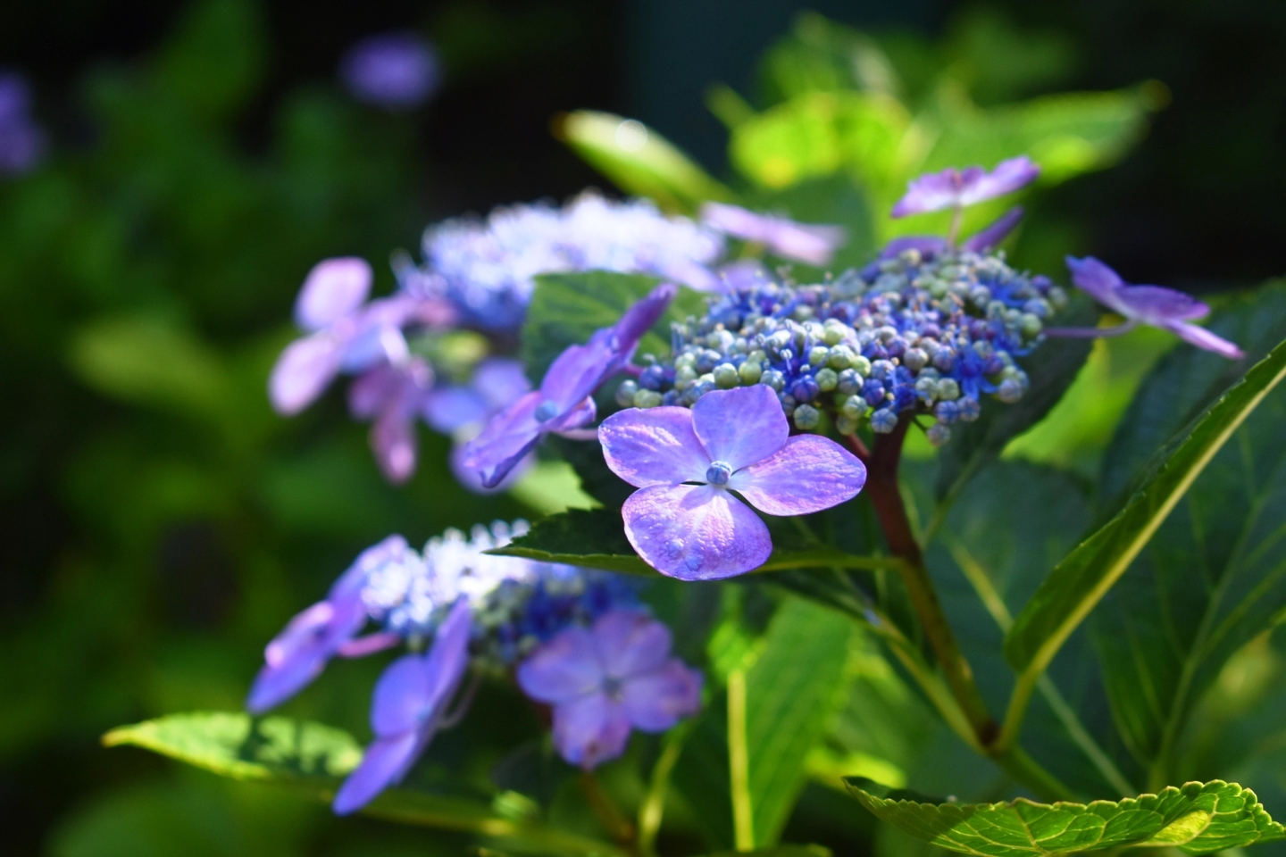 第二紫陽花苑 見頃 2019年6月25日 撮影:MKタクシー