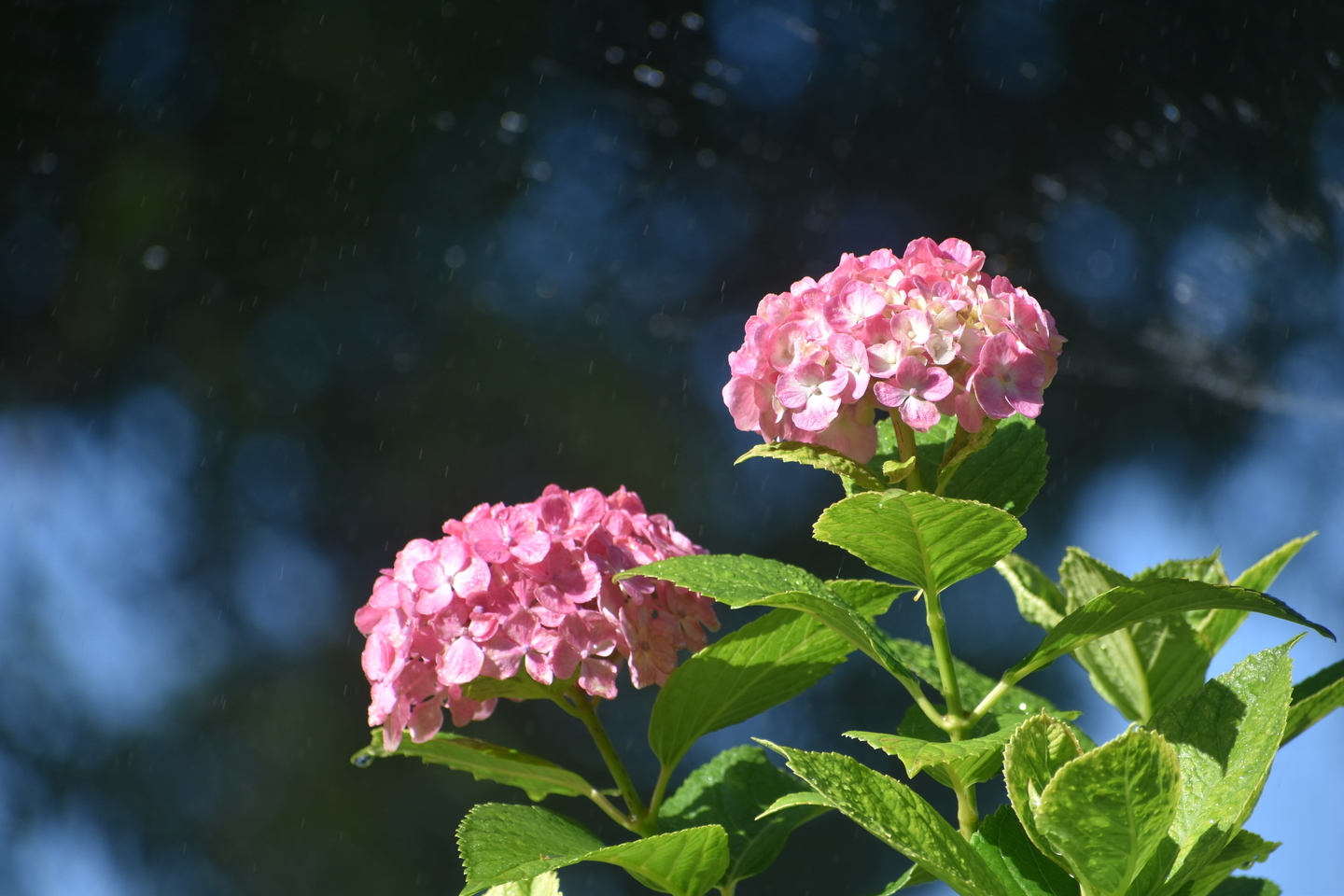 第一紫陽花苑 見頃 2019年6月25日 撮影:MKタクシー