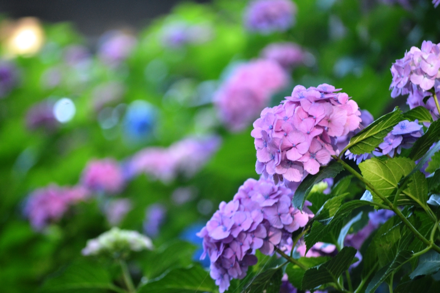 第一紫陽花苑 見頃 2018年6月14日 撮影:MKタクシー