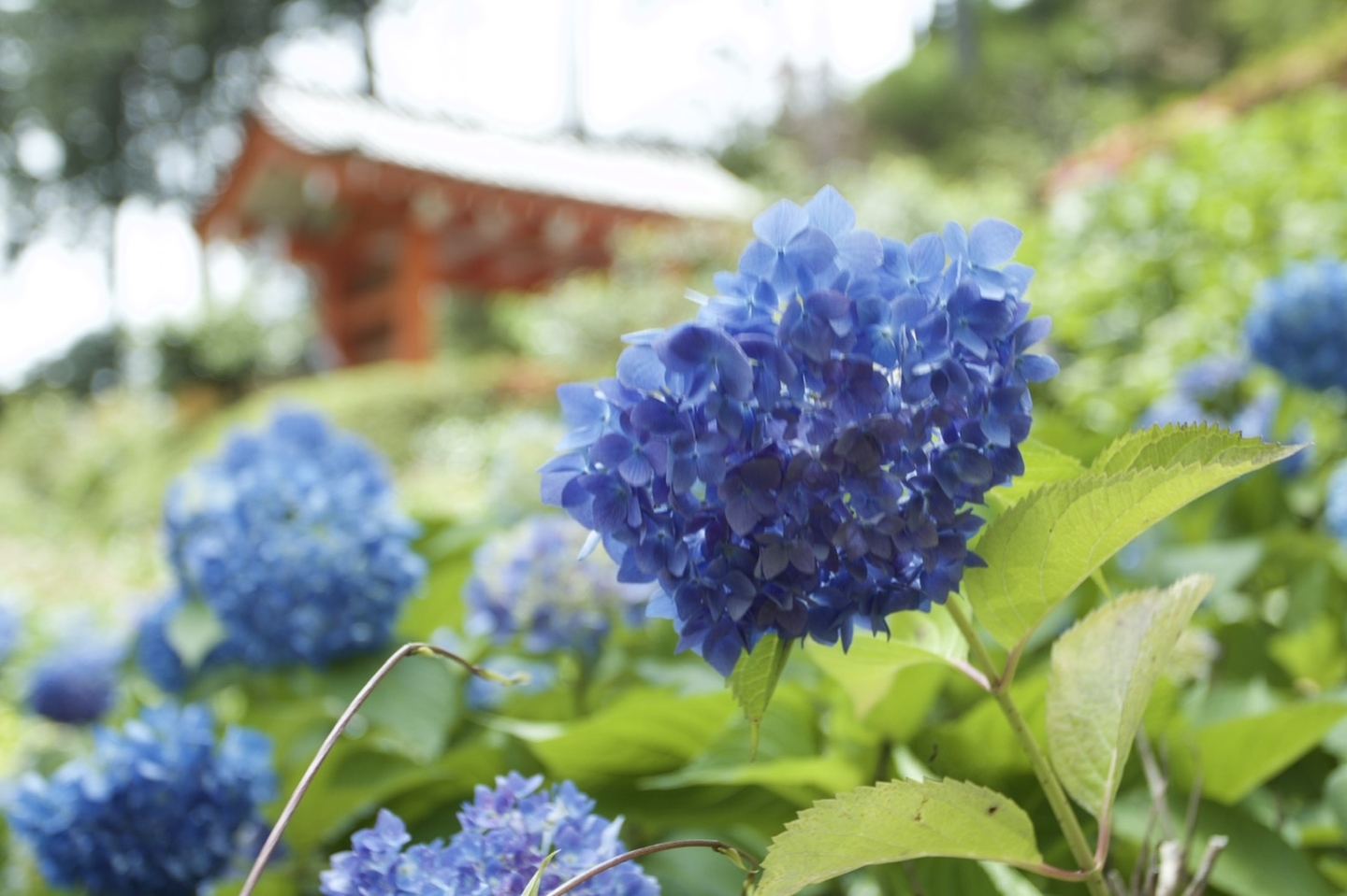 三室戸寺 あじさい園 五分咲き 2021年6月3日 撮影:MKタクシー