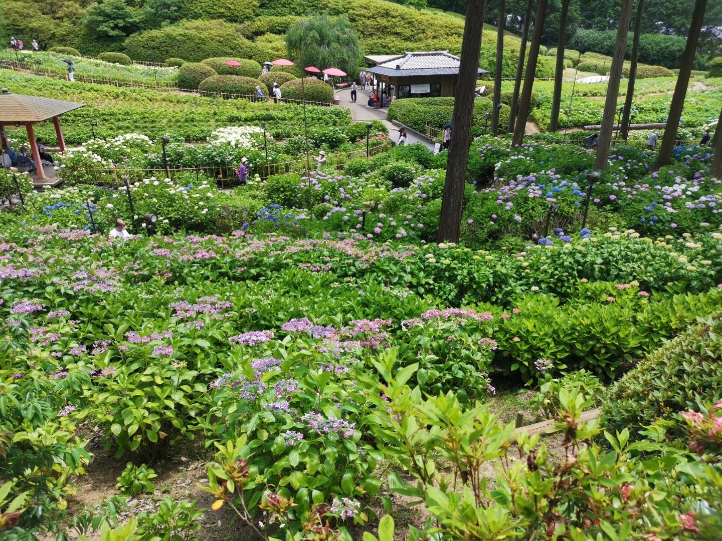 三室戸寺 あじさい園 見頃 2021年6月8日 撮影:MKタクシー
