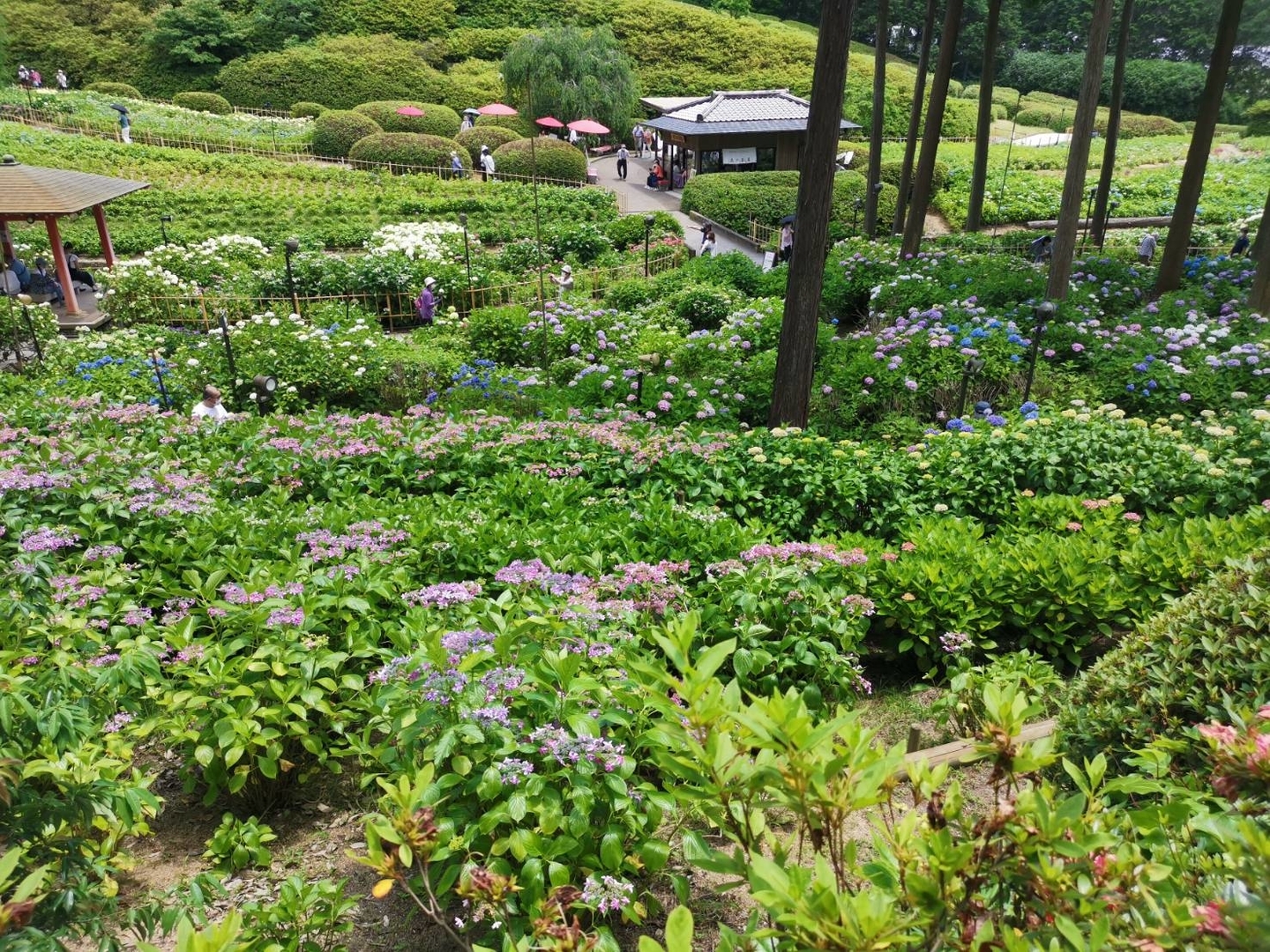 三室戸寺　あじさい園　見頃　2021年6月8日　撮影：MKタクシー